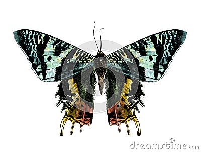 Urania Malagasy butterfly with open wings symmetrically Vector Illustration