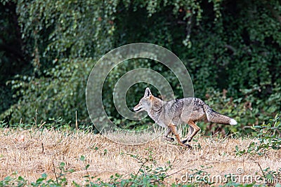 An urban coyote running in Seattle Stock Photo