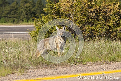 Urban Coyote Stock Photo