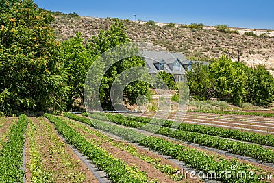 Urban Farming Stock Photo