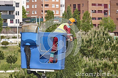 Urban gardener pruning a cypress on a crane. Urban garden Editorial Stock Photo