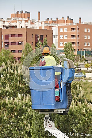 Urban gardener pruning a cypress with a crane. Seasonal Editorial Stock Photo