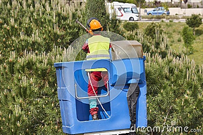 Urban gardener pruning a cypress on a crane. Seasonal Editorial Stock Photo