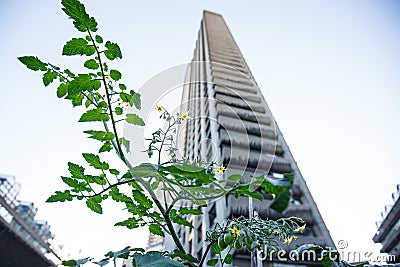 Urban gardening in the city Stock Photo