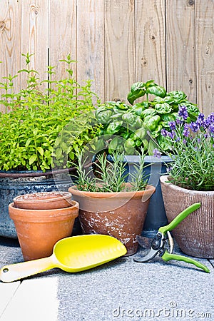 Urban gardening, fresh herbs in pots Stock Photo