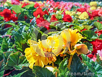 Urban gardening. The greening of cities. A yellow and red blooming begonias in the flower bed. Autumn flowers. Stock Photo