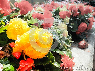 Urban gardening. The greening of cities. A yellow and red blooming begonias in the flower bed. Autumn flowers. Stock Photo