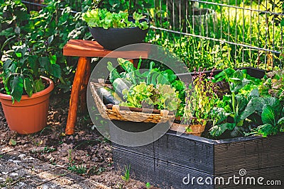 Urban gardening - harvesting vegetables from raised bed and potted plants Stock Photo