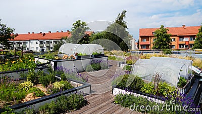 Urban Gardening roof in sweden Stock Photo