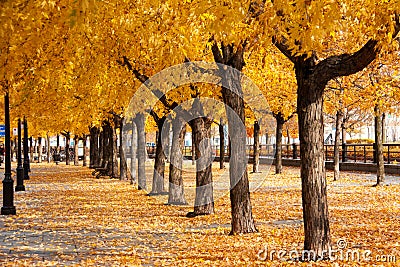 Urban golden leafs arch and carpet Stock Photo