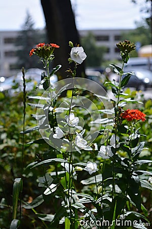 Urban greening. Beautiful red flowers of Lychnis chalcedonica and white bellflowers grow in city yard. Guerrilla gardening Stock Photo