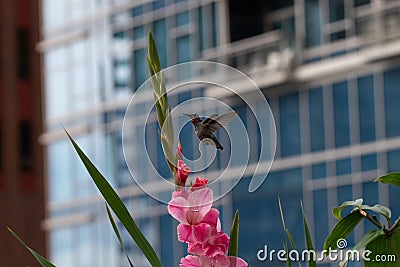 Urban hummingbird with a pink gladiolus Stock Photo