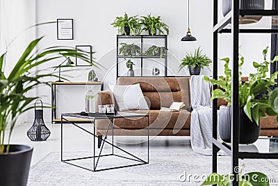 Urban jungle in modern living room interior with big comfortable leather couch Stock Photo