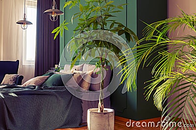 Urban jungle in trendy bedroom interior with cozy bed Stock Photo