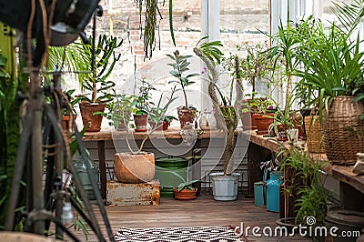 Urban jungle. Winter garden with plants, flowers. Garden in the house, transplanting plants Stock Photo