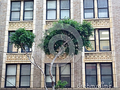 Urban nature of tree and building Stock Photo