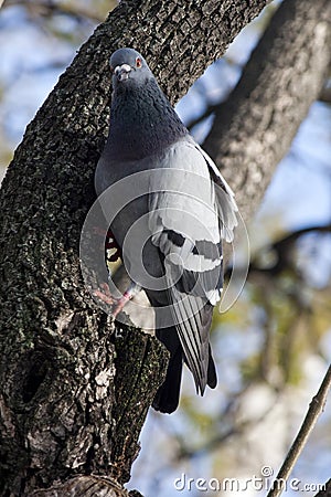 Urban pigeon Stock Photo