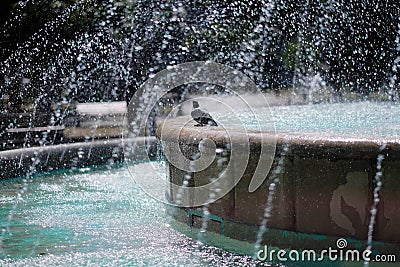 Urban pigeon sitting on the ledge of the fountain Stock Photo