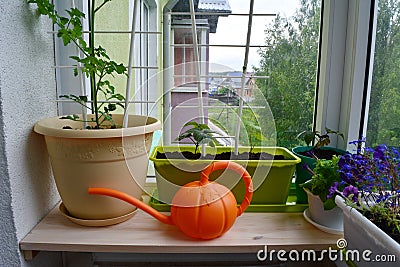 Urban small garden on the balcony. Plants in pots and containers and bright orange watering can Stock Photo