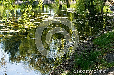 Urban small lake coast at summer sunny day Stock Photo