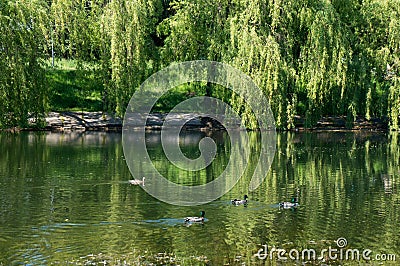 Urban small lake in Minsk at summer sunny day Stock Photo