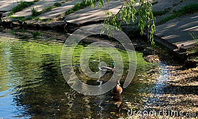 Urban small lake at summer sunny day with ducks Stock Photo