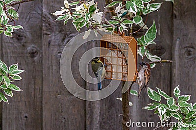 Urban wildlife as a bluetit and sparrow perch on opposite sides of suet feeder Stock Photo