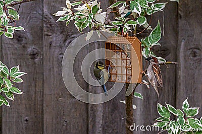 Urban wildlife as a bluetit and sparrow perch on opposite sides of suet feeder Stock Photo