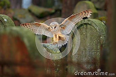 Urban wildlife. Magic bird barn owl, Tito alba, flying above stone fence in forest cemetery. Wildlife scene nature. Animal behavio Stock Photo