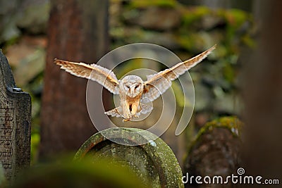 Magic bird barn owl, Tito alba, flying above stone fence in forest cemetery. Wildlife scene nature. Animal behaviour in wood. Barn Stock Photo