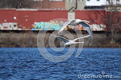 Urban Wildlife - Mute Swans Flying in the City Stock Photo