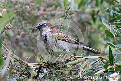 Urban wildlife ornithology. Male house sparrow in a garden hedge Stock Photo