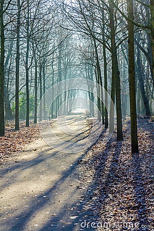 Urban winter woodland in shadow Stock Photo