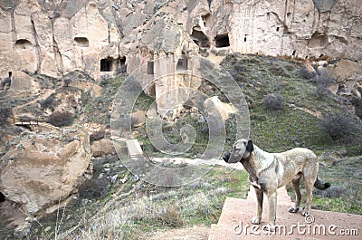 A dog standing in front of fairy chimneys, Cappadocia / Turkey Stock Photo