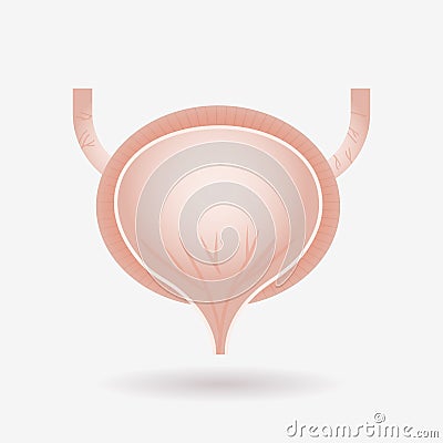 Urinary bladder human internal organ anatomy healthcare medical concept flat Vector Illustration