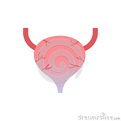 Urinary bladder human organ anatomy healthcare medical concept white background Vector Illustration