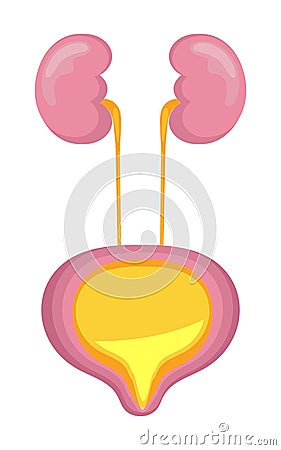 Urinary bladder icon, flat symbol is shown. Cystitis, urolithiasis, nephroptosis, renal failure are presented Stock Photo