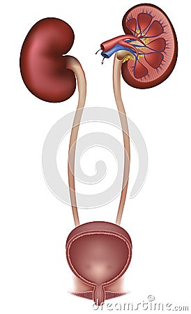 Urinary bladder and kidneys Vector Illustration