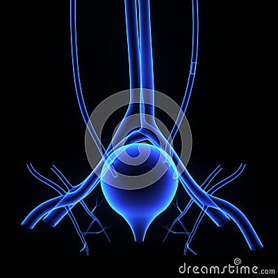 Urinary Bladder Stock Photo