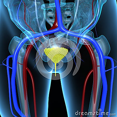 Urinary Bladder Stock Photo