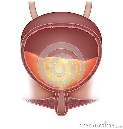 Urinary bladder with urine Vector Illustration