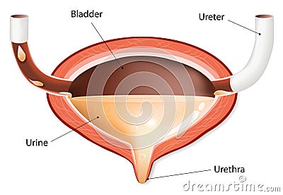 Urinary bladder with urine Vector Illustration