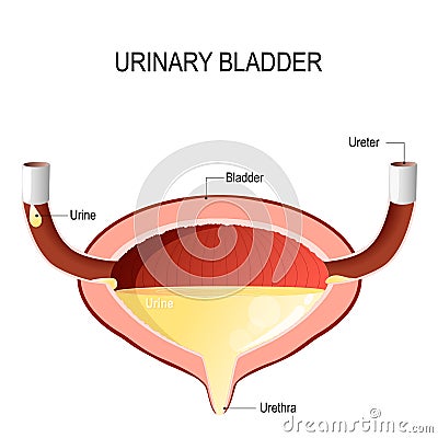 Urinary bladder with urine. Vector Illustration