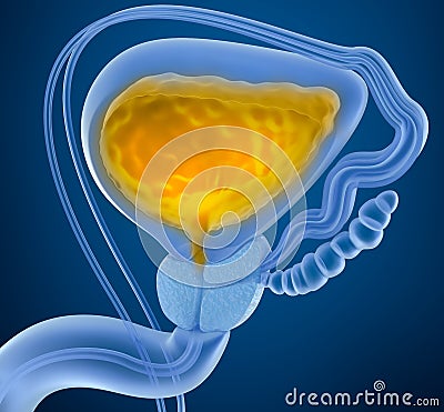 Urinary bladder with urine. Cross section of urinary bladder. Stock Photo