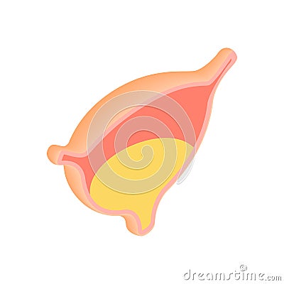 Urinary bladder with urine icon Vector Illustration