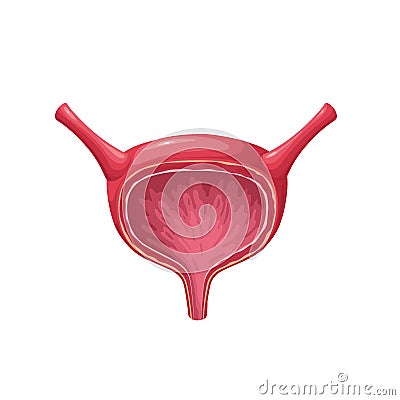 Urinary bladder, isolated healthy empty female internal organ for collecting urine Vector Illustration