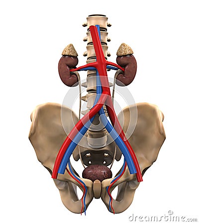 Urinary Renal System Cartoon Illustration