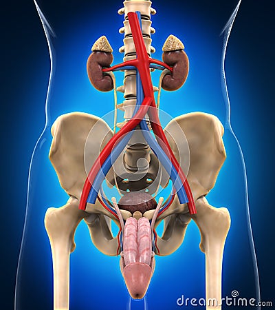 Urinary Renal System Cartoon Illustration