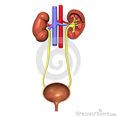 Urinary system Stock Photo