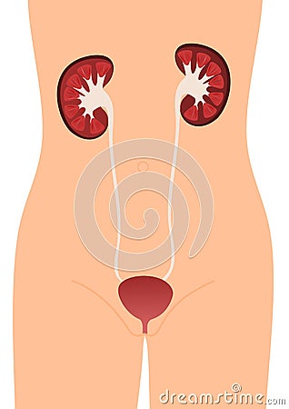 Urinary System Vector Illustration